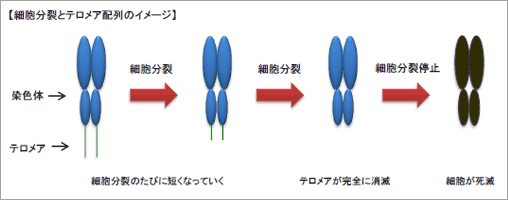 細胞分裂とテロメア配列のイメージ